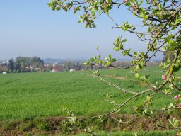 Frühling am Buchwald